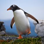 Gentoo penguin strolling across the rocky terrain of Tierra del Fuego, Argentina.