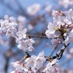 A beautiful close-up of cherry blossoms in full bloom against a clear blue sky during spring.