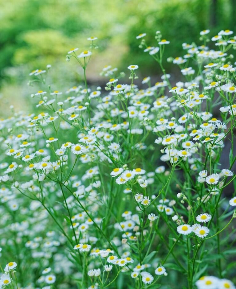 A serene view of daisies blooming amidst vibrant green foliage in a summertime forest.