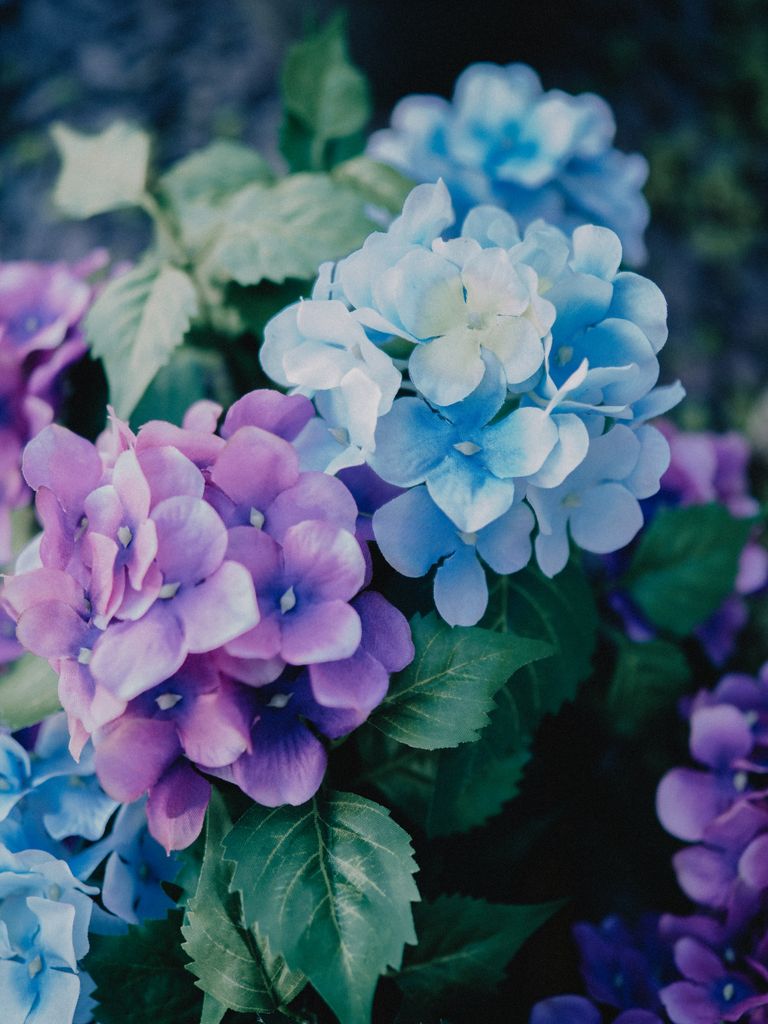 Close-up of blue and purple hydrangea flowers blooming outdoors in natural sunlight.